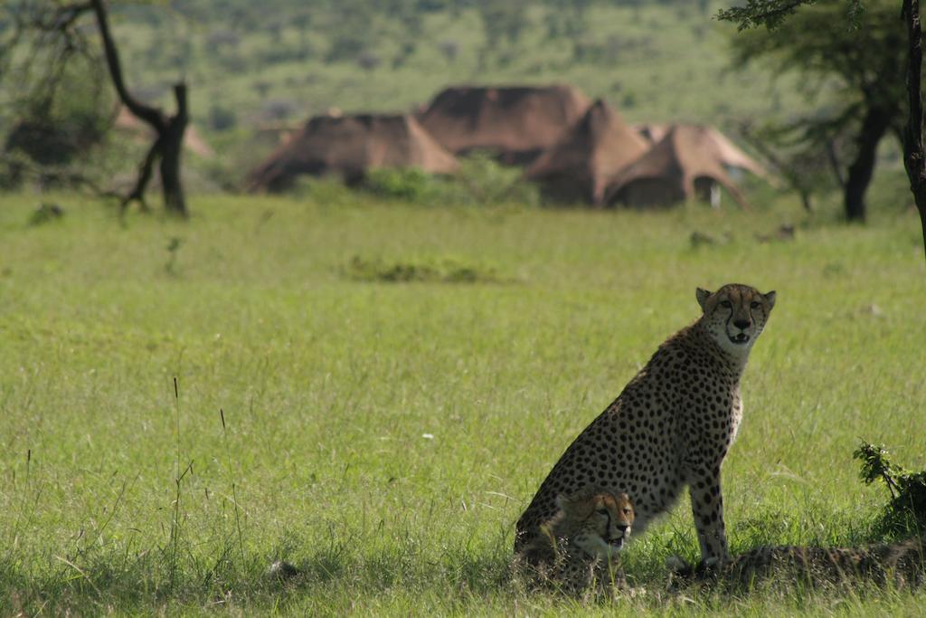 Amani Mara Camp Villa Maasai Mara Dış mekan fotoğraf
